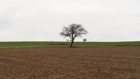 Field of wheat in the middle of the field HD 1080 Stock Footage 108544798