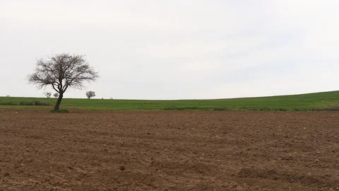 Field of wheat in the middle of the field HD 1080 Stock Footage 108544839