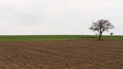 Field of wheat in the middle of the field HD 1080 Stock Footage 108544879