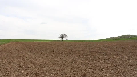 Field of wheat in the middle of the field HD 1080 Stock Footage 108544917