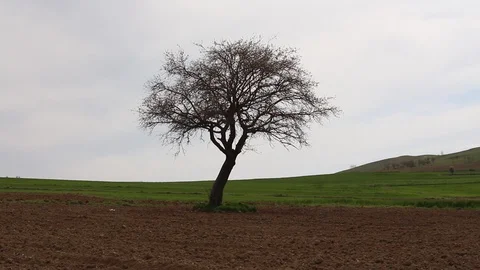 Field of wheat in the middle of the field HD 1080 Stock Footage 108544962