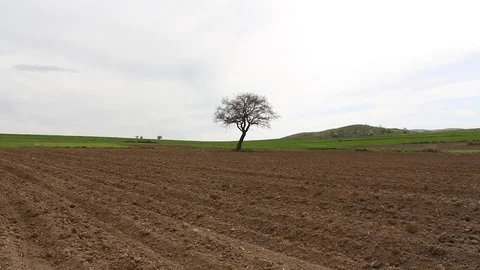 Field of wheat in the middle of the field HD 1080 Stock Footage 108544974