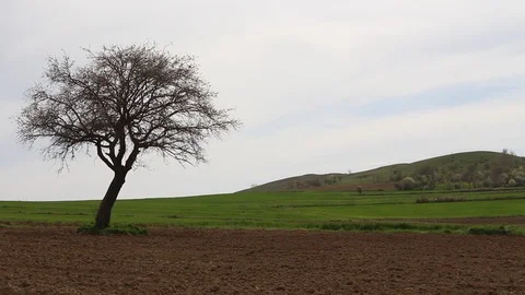 Field of wheat in the middle of the field HD 1080 Stock Footage 108545003