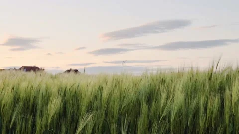Field of wheat in morning sun rays. Sunrise on the agriculture field Stock Footage 233882394