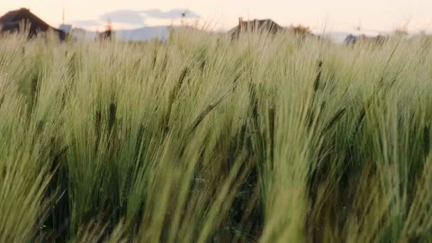 Field of wheat in morning sun rays. Sunrise on the agriculture field Stock Footage 233882796