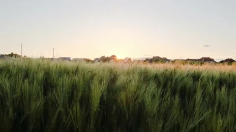 Field of wheat in morning sun rays. Sunrise on the agriculture field Stock Footage 233884294