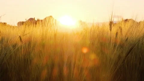 Field of wheat in morning sun rays. Sunrise on the agriculture field Stock Footage 233884510