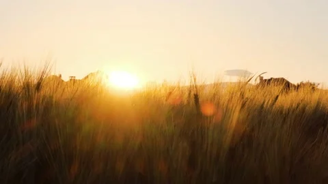 Field of wheat in morning sun rays. Sunrise on the agriculture field Stock Footage 233884666