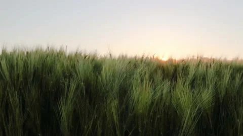 Field of wheat in morning sun rays. Sunrise on the agriculture field Stock Footage 233884901