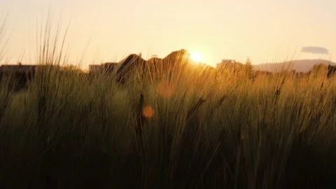 Field of wheat in morning sun rays. Sunrise on the agriculture field Stock Footage 233884902