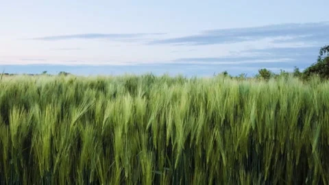 Field of wheat in morning sun rays. Sunrise on the agriculture field Stock Footage 233893373