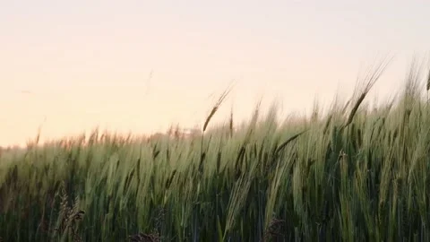 Field of wheat in morning sun rays. Sunrise on the agriculture field Stock Footage 233894306