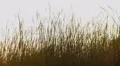 Field of wheat or other grain crops. Agriculture, harvesting HD Footage