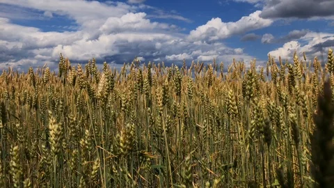 A field of wheat or rye on a sunny day. Stock Footage 112716414