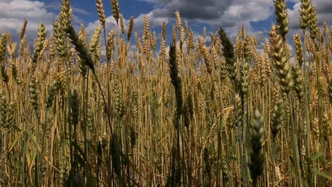 A field of wheat or rye on a sunny day. Stock Footage 112716437