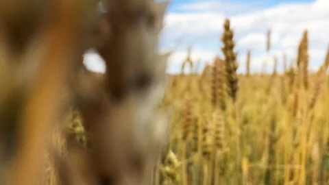A field of wheat or rye on a sunny day. Stock Footage 112716471