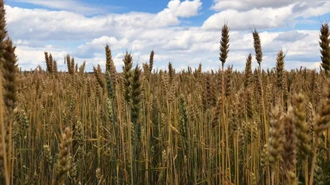 A field of wheat or rye on a sunny day. Stock Footage 112716534