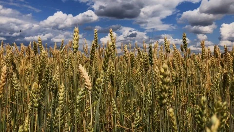A field of wheat or rye on a sunny day. Stock Footage 112716716