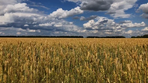 A field of wheat or rye on a sunny day. 動画素材 112716774