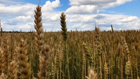 A field of wheat or rye on a sunny day. Stock Footage 112716822