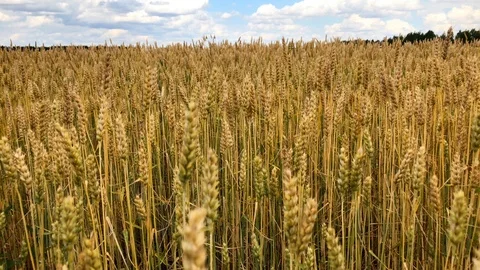 A field of wheat or rye on a sunny day. Stock Footage 112716869