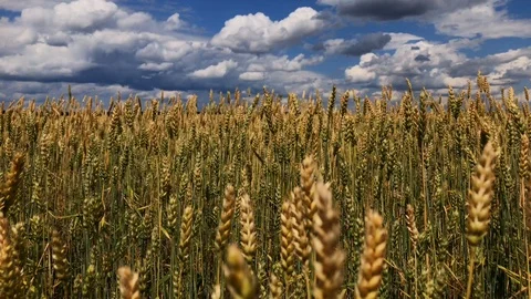 A field of wheat or rye on a sunny day. Stock Footage 112717573