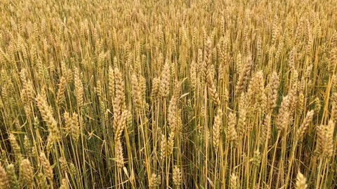 A field of wheat or rye on a sunny day. Stock Footage 112717668