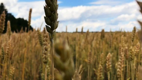 A field of wheat or rye on a sunny day. Stock Footage 112718091