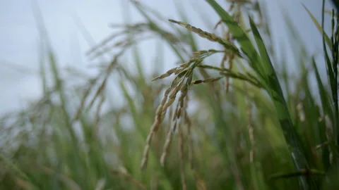 A Field Of Wheat Or Rye On A Sunny Day. A Lot Of Ears Vídeos de archivo 134304806