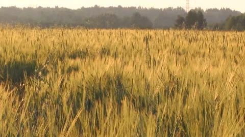 A field of wheat or rye on a Sunny day. A lot of ears Stock Footage 135407255