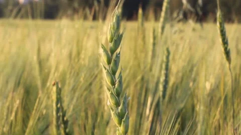 A field of wheat or rye on a Sunny day. A lot of ears Stock Footage 135407282