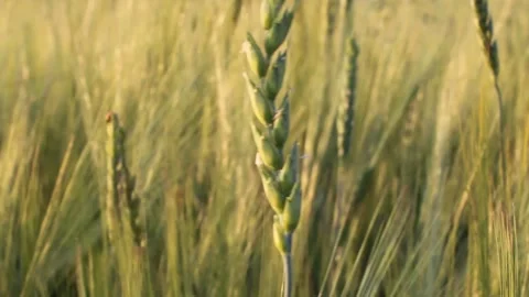 A field of wheat or rye on a Sunny day. A lot of ears Stock Footage 135407296