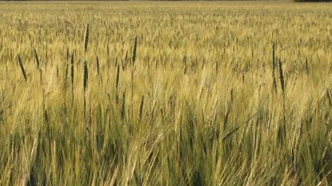 A field of wheat or rye on a Sunny day. A lot of ears Stock Footage 135407332