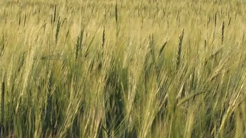 A field of wheat or rye on a Sunny day. A lot of ears Stock Footage 135407336