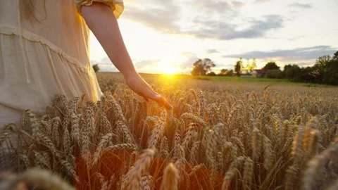 A field of wheat in the orange rays of the sun creates the best scene for woman Stock Footage 251751142