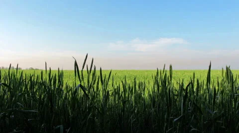 Field Of Wheat Over Blue Sky Stock Footage 24691908
