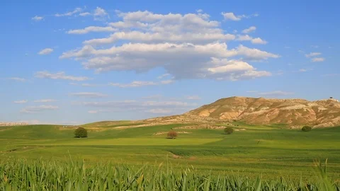 Field Of Wheat Over Blue Sky And Clouds Stock Footage 88911733