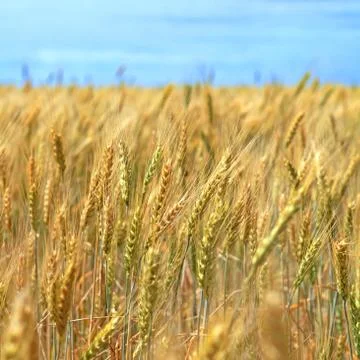Field of wheat Foto stock