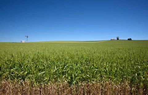 Field of wheat Stock Photos