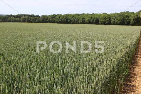 Field of wheat Stock Photos