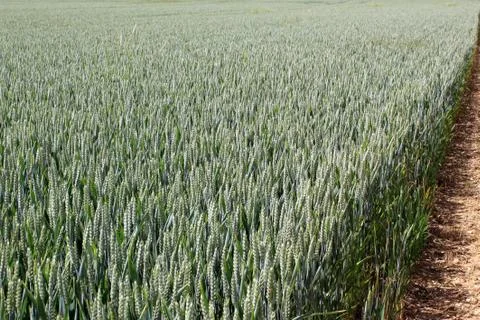 Field of wheat Stock Photos