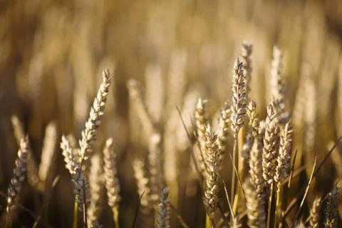 Field of wheat Stock Photos