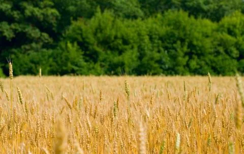 Field of wheat Stock Photos