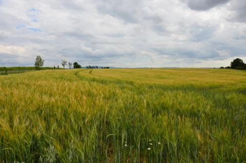 A field of wheat Stock Photos