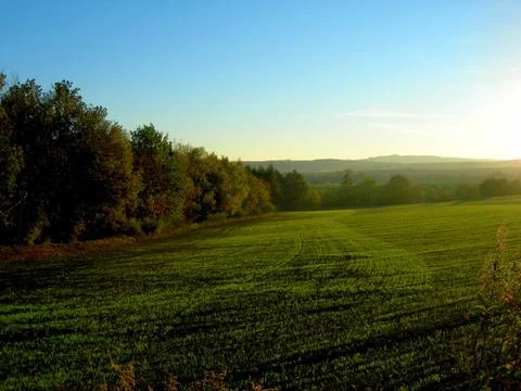 Field with wheat Stock Photos