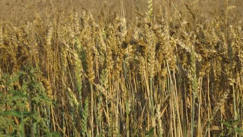 Field of wheat Stock Photos