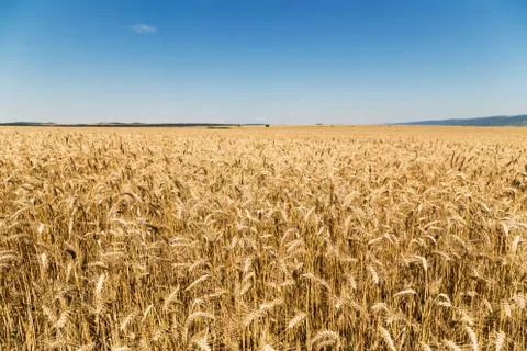 Field of wheat Stock-Fotos