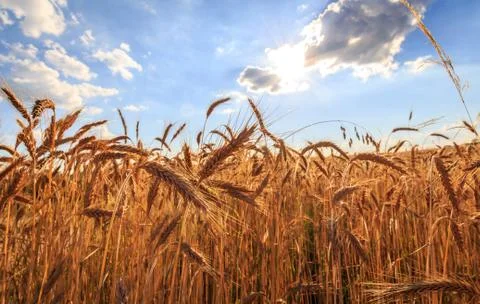 Field of wheat Stock Photos