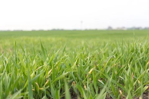Field of wheat Stock Photos