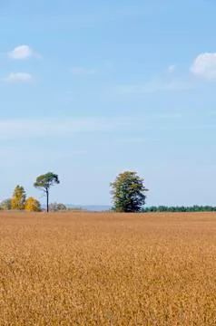Field of wheat Stock Photos